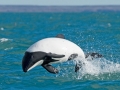 Commerson's Dolphin