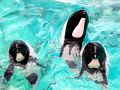 Commerson's Dolphin