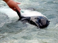Commerson's Dolphin