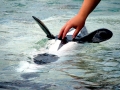 Commerson's Dolphin