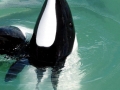 Commerson's Dolphin