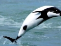 Commerson's Dolphin