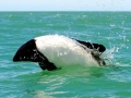 Commerson's Dolphin