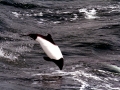 Commerson's Dolphin