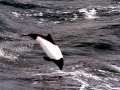 Commerson's Dolphin