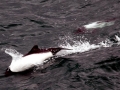 Commerson's Dolphin