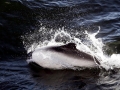 Commerson's Dolphin