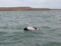 Commerson's Dolphin