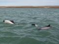 Commerson's Dolphin