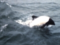 Commerson's Dolphin