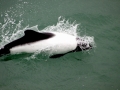 Commerson's Dolphin