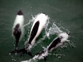 Commerson's Dolphin