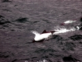 Commerson's Dolphin