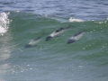 Commerson's Dolphin