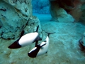 Commerson's Dolphin