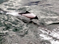 Commerson's Dolphin