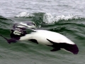 Commerson's Dolphin