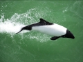 Commerson's Dolphin