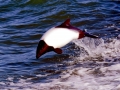 Commerson's Dolphin
