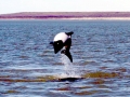 Commerson's Dolphin