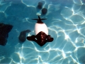 Commerson's Dolphin