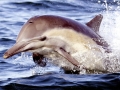 Common Dolphin