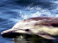 Common Dolphin