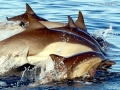 Common Dolphin