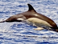 Common Dolphin