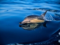 Common Dolphin