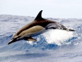 Common Dolphin