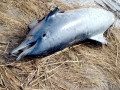 Common Dolphin