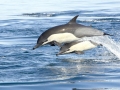 Common Dolphin
