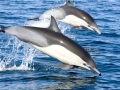 Common Dolphin