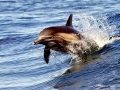Common Dolphin