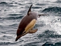 Common Dolphin