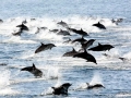 Common Dolphin