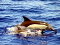 Common Dolphin