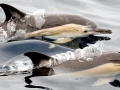 Common Dolphin