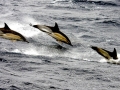Common Dolphin