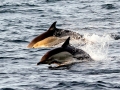 Common Dolphin