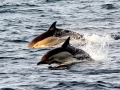 Common Dolphin