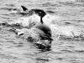 Common Dolphin