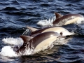 Common Dolphin