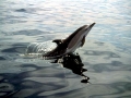 Common Dolphin