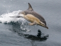 Common Dolphin
