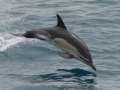 Common Dolphin
