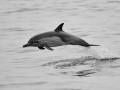 Common Dolphin