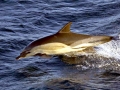 Common Dolphin