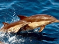 Common Dolphin